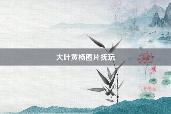大叶黄杨图片抚玩